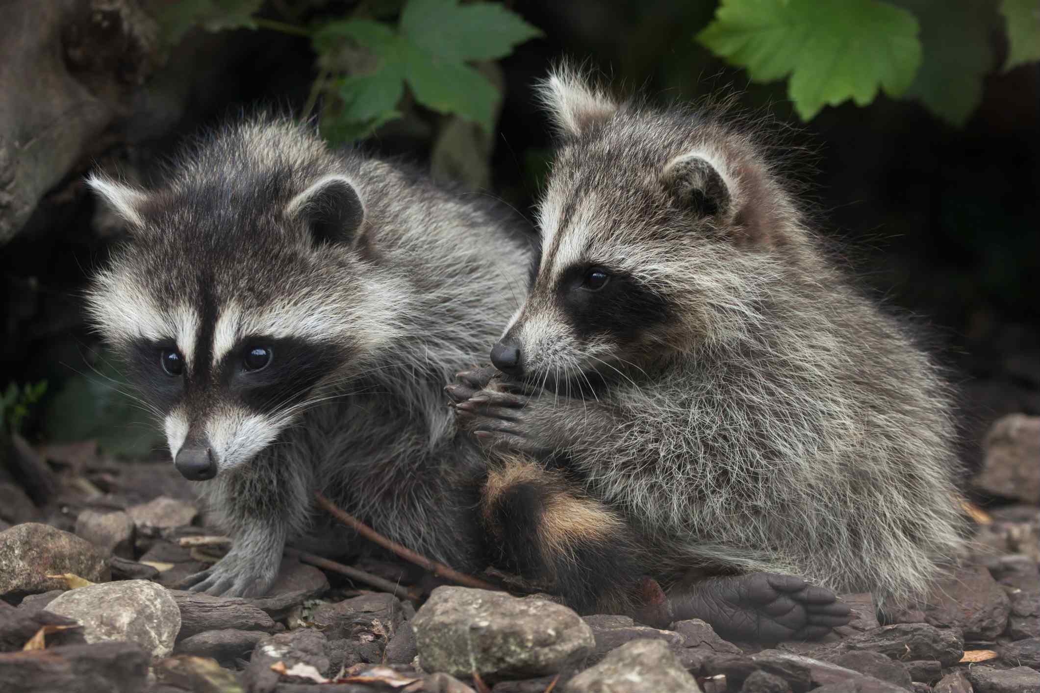 raccoons