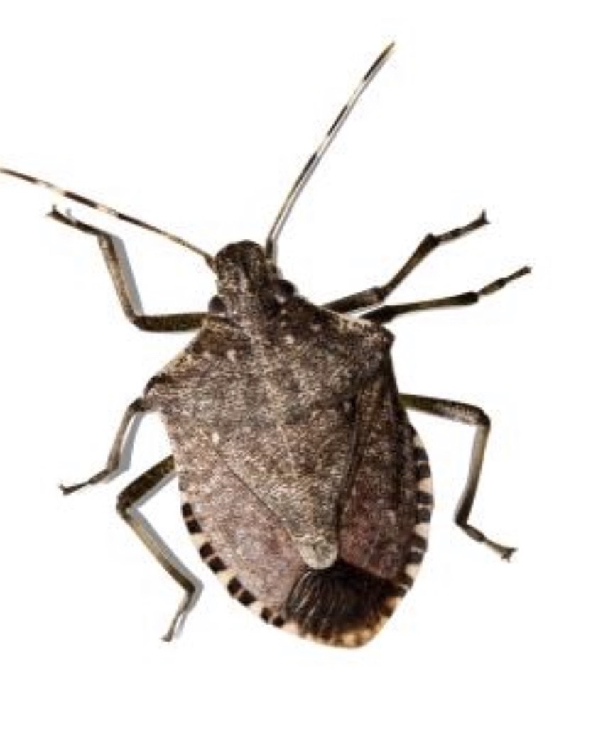 stink bugs