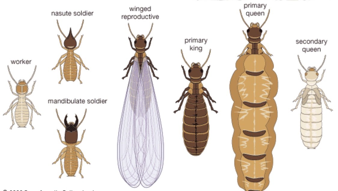 termites