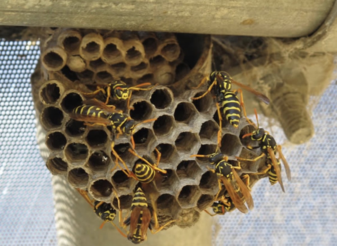 yellow jackets