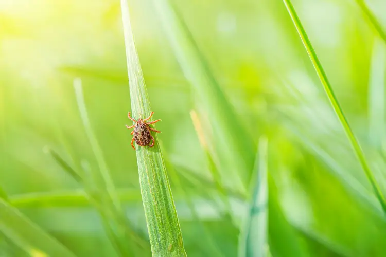 Common Tick Habitats Around Homes And Yards in Moraine, OH