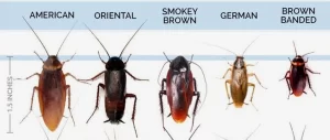 Midwest Termite Pest Control's Other Services Midwest Termite Pest Control's Other Services