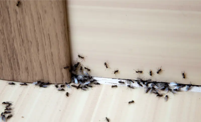Common Entry Points For Termites In Residential Homes at Moraine, OH