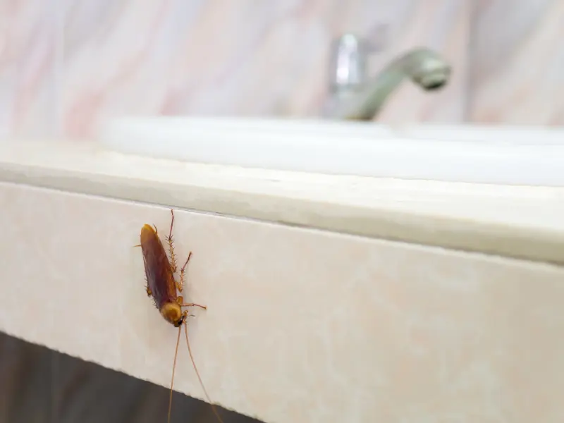 Professional Termite Control in Moraine, OH Professional Termite Control in Moraine, OH
