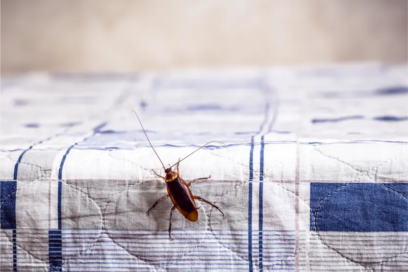 Quality Bed Bug Control in Moraine, OH