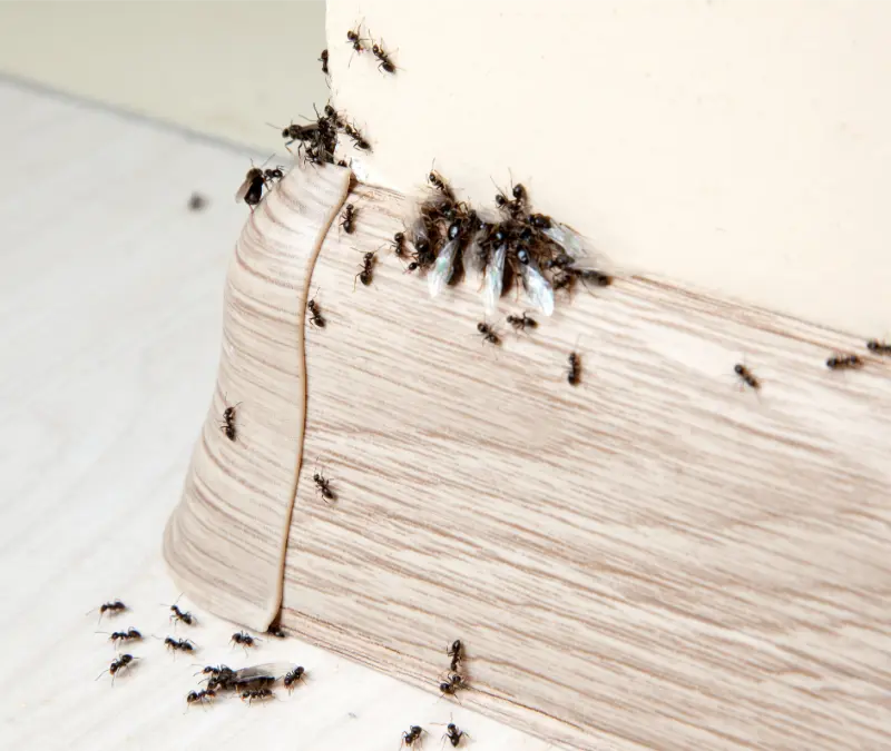 Reliable Bed Bug Control in Moraine, OH 